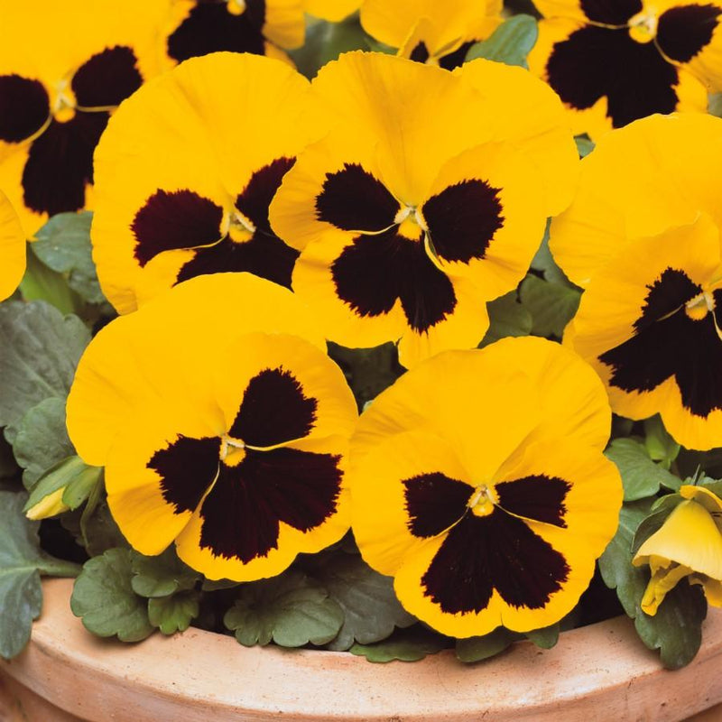 Pansy Yellow Blotch Flower Punnet