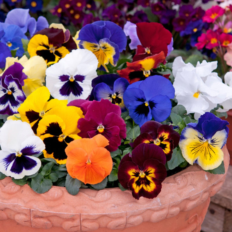 Pansy Mix Flower Punnet