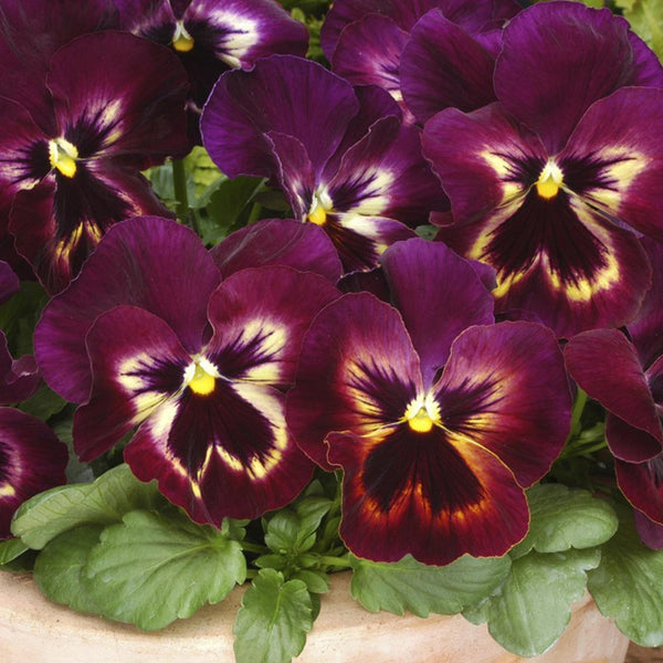 Pansy Sangria Flower Punnet