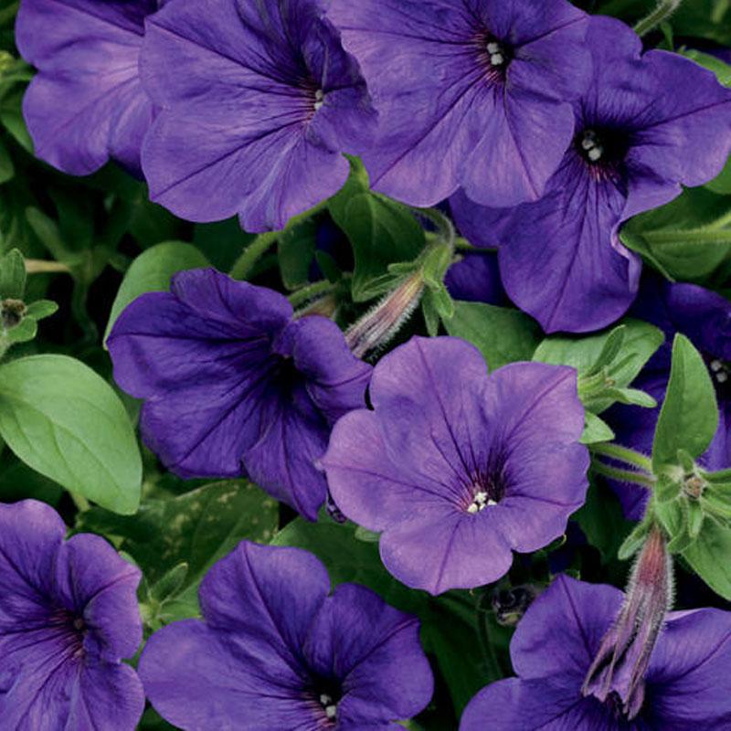 Petunia Ascending Blue Flower Punnet