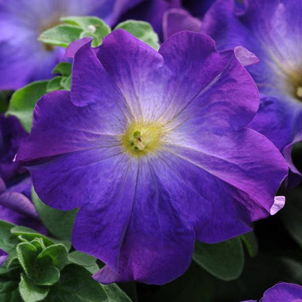 Petunia Ascending Blue Morn Flower Punnet