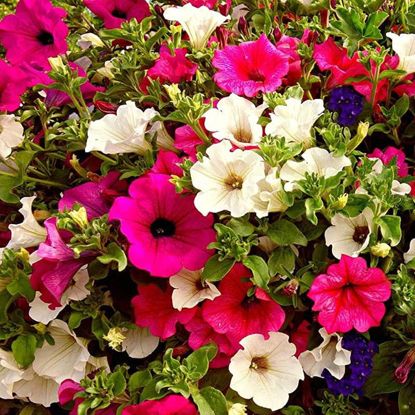 Petunia Ascending Mix Flower Punnet