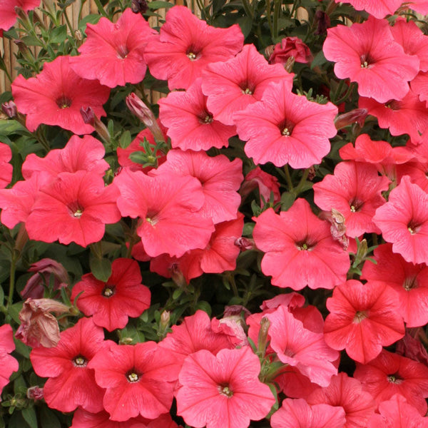 Petunia Ascending Salmon Flower Punnet