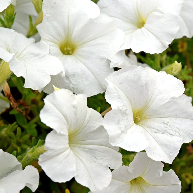 Petunia Ascending White Flower Punnet