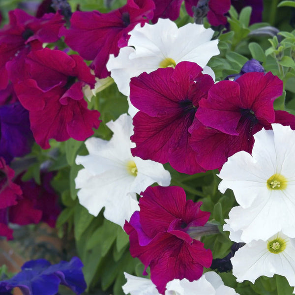 Petunia Cascading Mix Flower Punnet