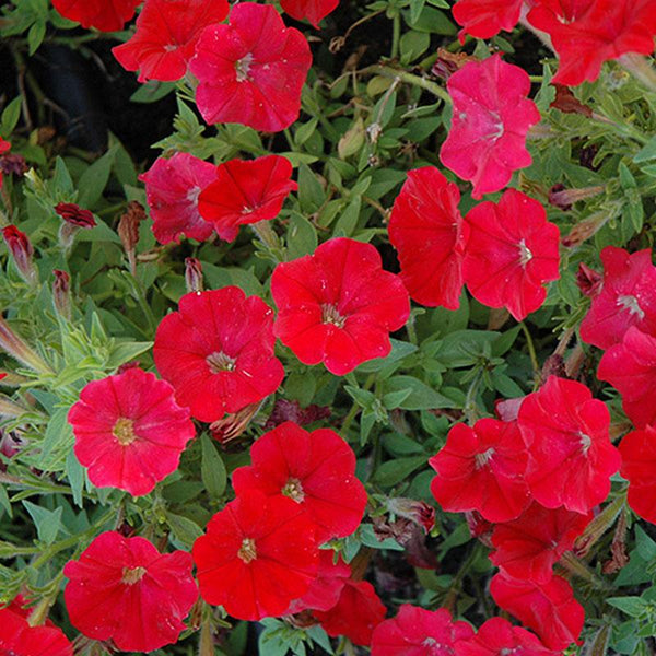 Petunia Cascading Red Flower Punnet