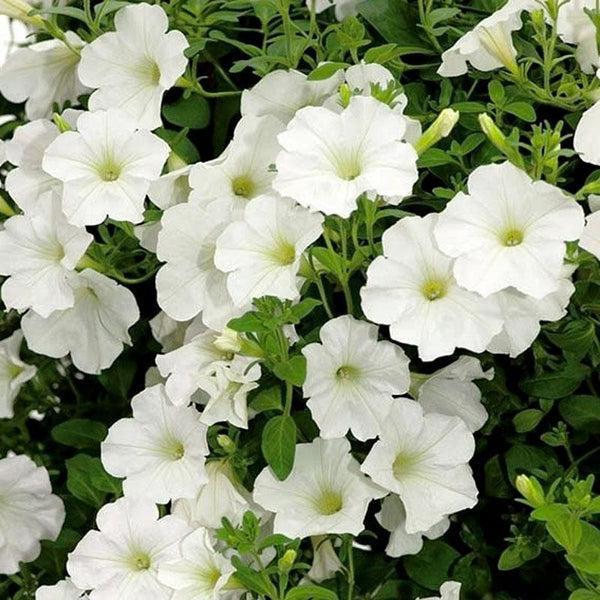 Petunia Cascading White Flower Punnet