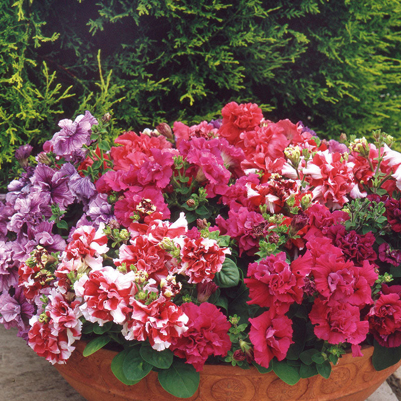 Petunia Duo Double Mix Flower Punnet