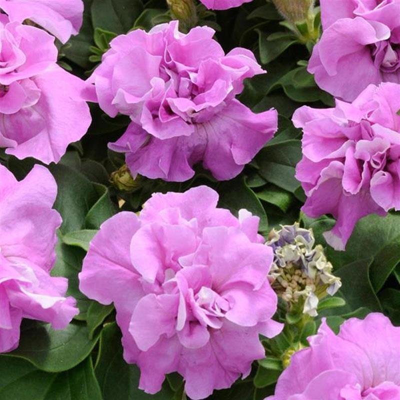 Petunia Duo Lavender Flower Punnet