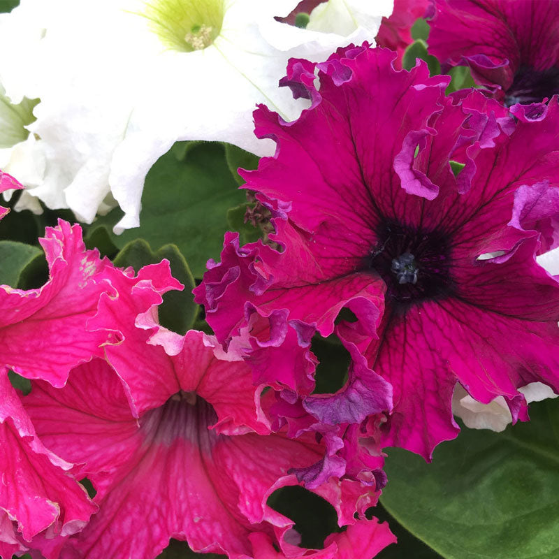 Petunia Frilly Mix Flower Punnet