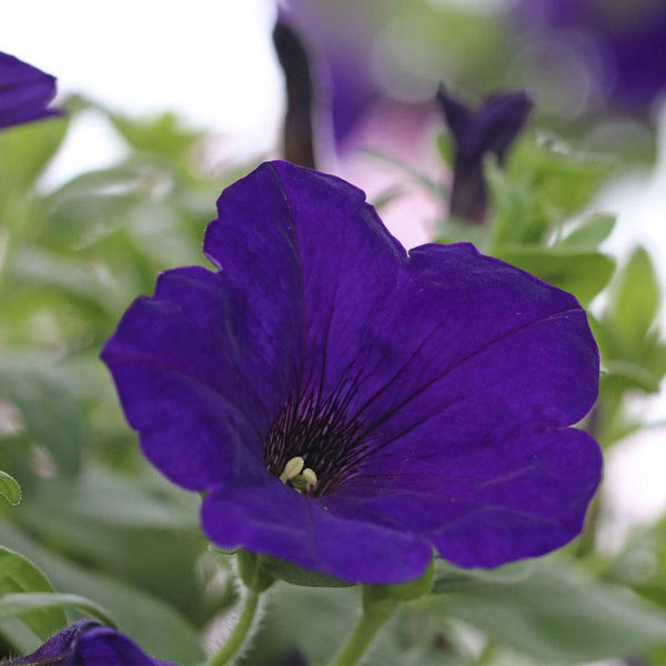 Petunia Pepe Blue Flower Punnet