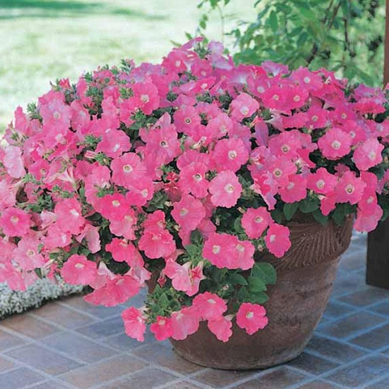 Petunia Pepe Pink Flower Punnet