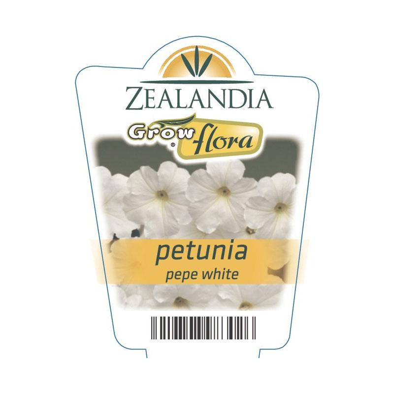 Petunia Pepe White Flower Punnet