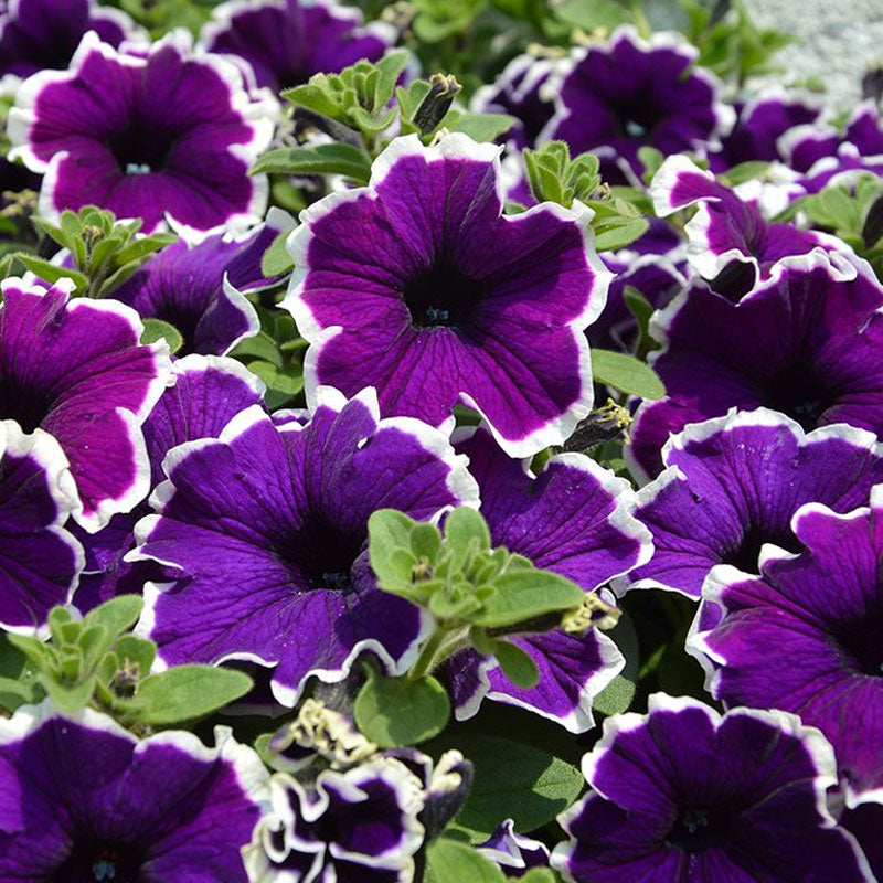 Petunia Picotee Blue Flower Punnet