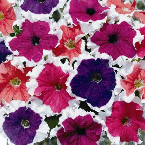 Petunia Picotee Mix Flower Punnet
