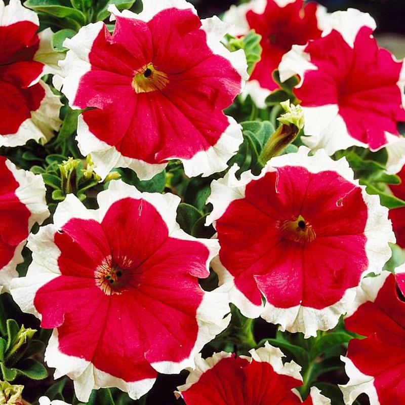 Petunia Picotee Red Flower Punnet