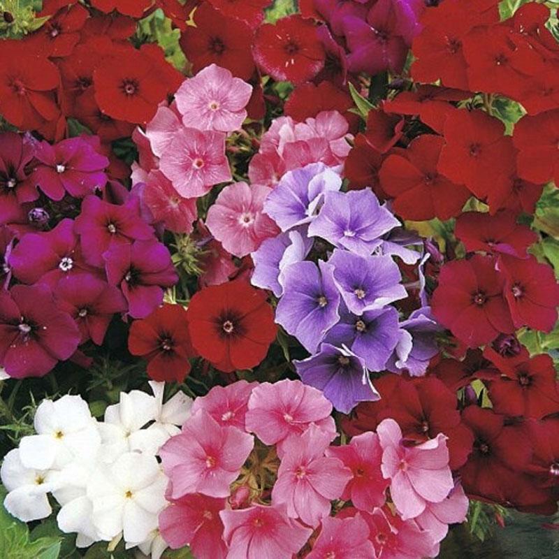 Phlox Mix Flower Punnet