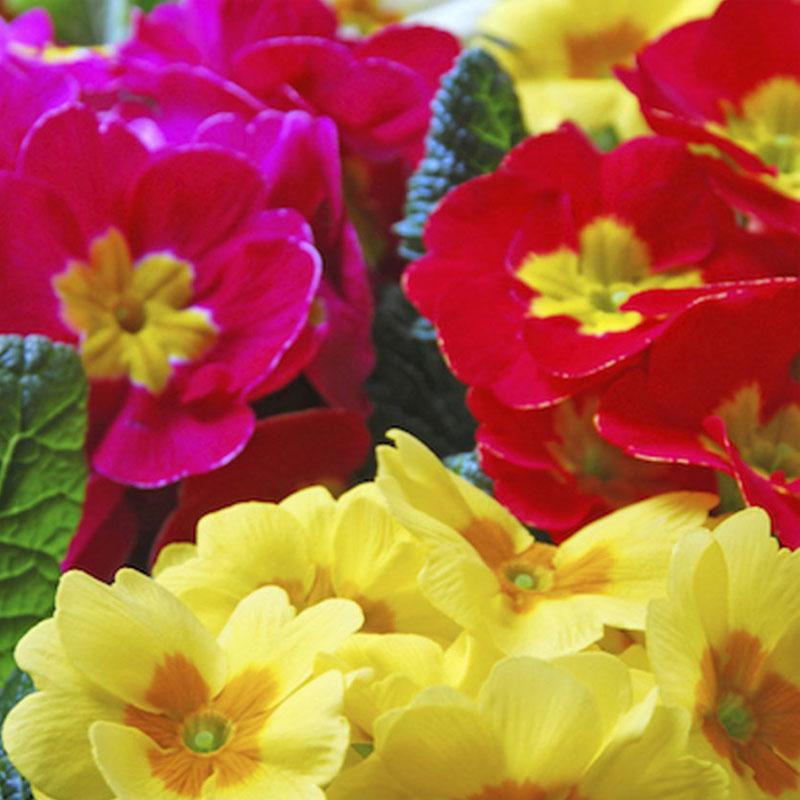 Polyanthus Hot Blend Flower Punnet