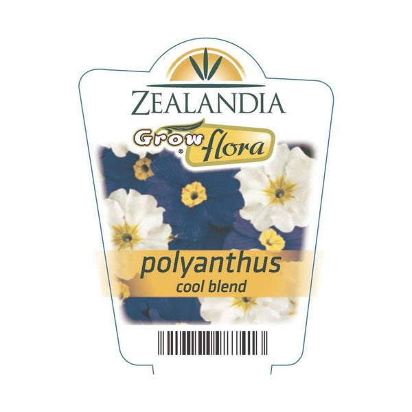 Polyanthus Cool Blend Flower Punnet