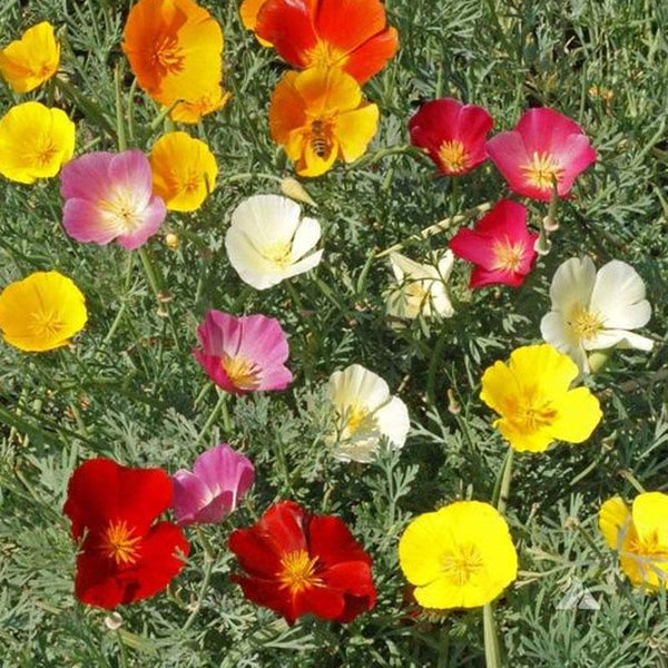 Poppy Mix Flower Punnet