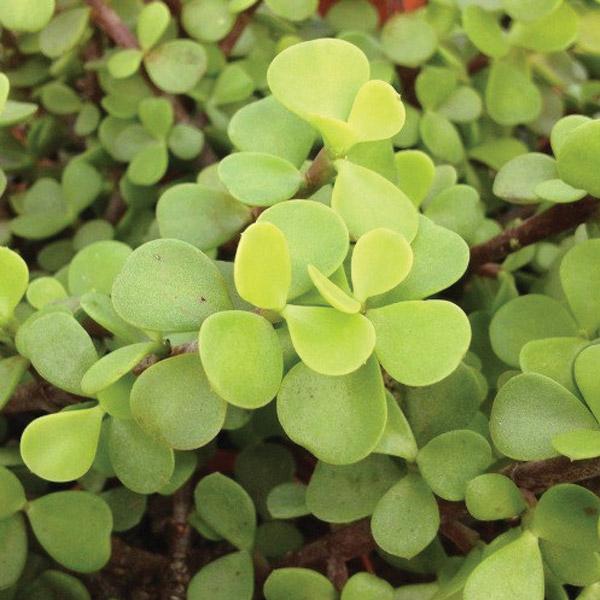 Portulacaria Afra - 2.4L