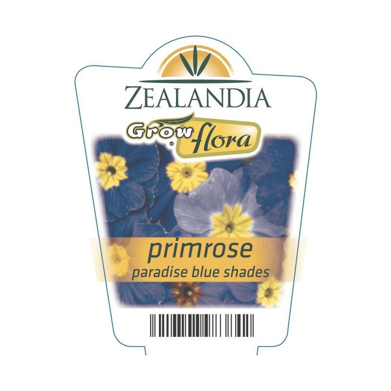 Primrose Paradise Blue Shades Flower Punnet