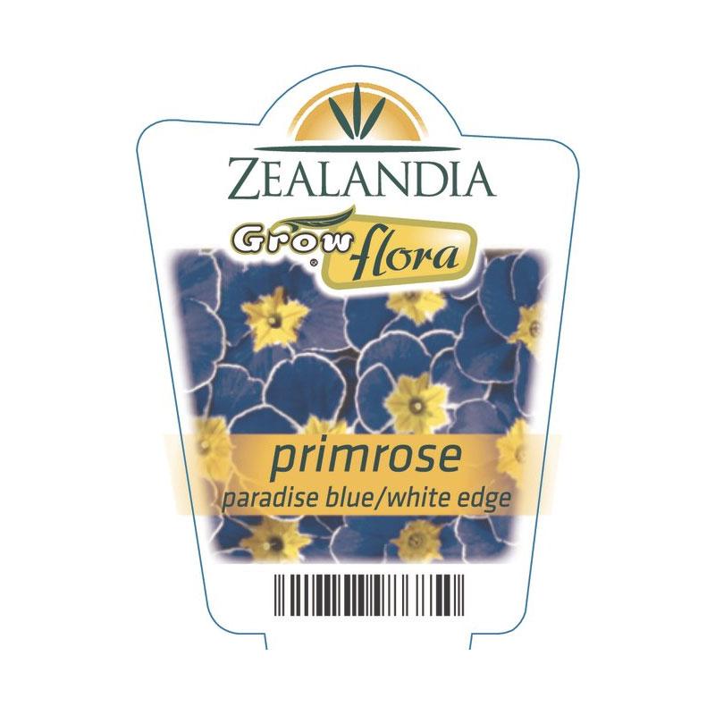 Primrose Paradise Blue/White Edge Flower Punnets
