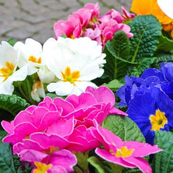 Primrose Paradise Mix Flower Punnet