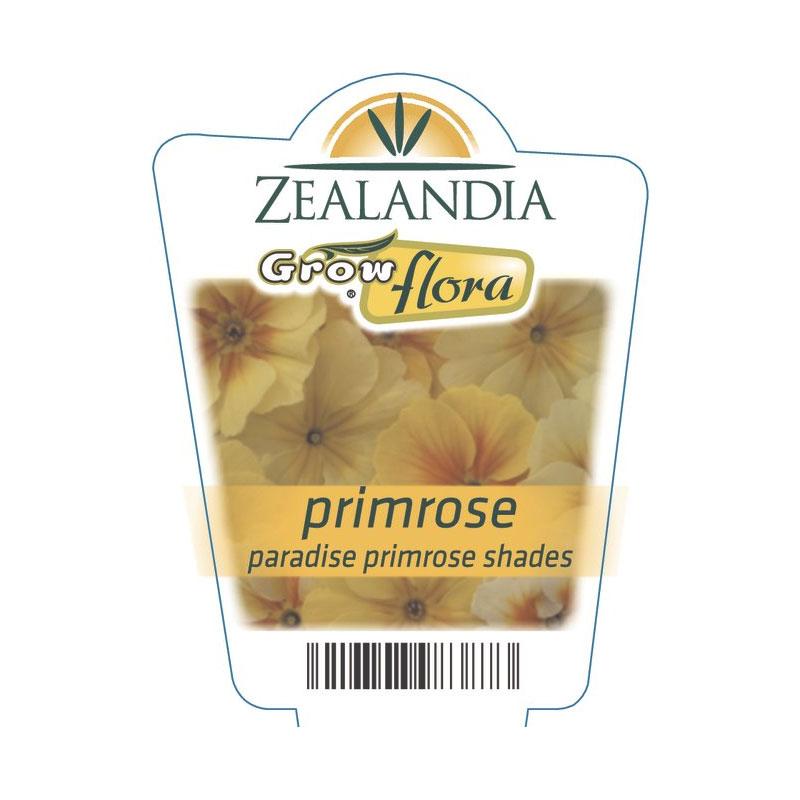Primrose Paradise Primrose Shades Flower Punnet