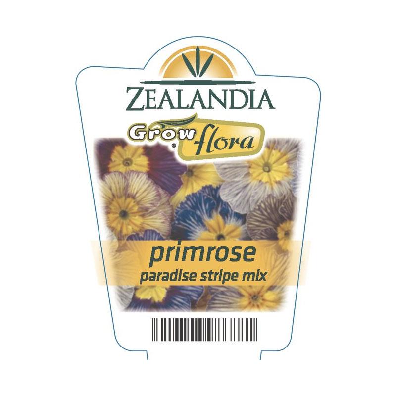 Primrose Paradise Stripe Mix Flower Punnet