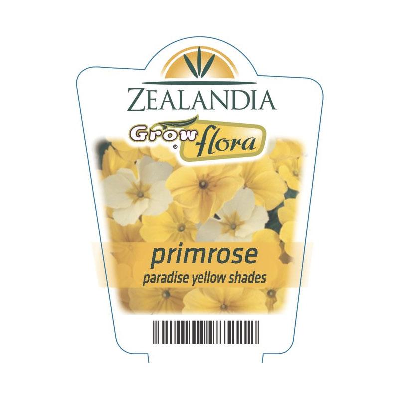 Primrose Paradise Yellow Shades Flower Punnet