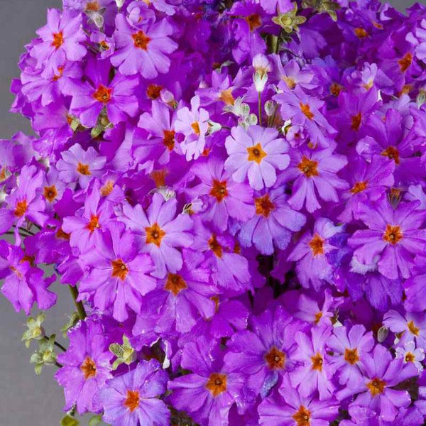 Primula Malacoides Lavender Flower Punnet