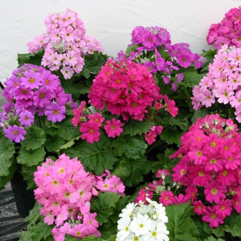 Primula Malacoides Mix Flower Punnet