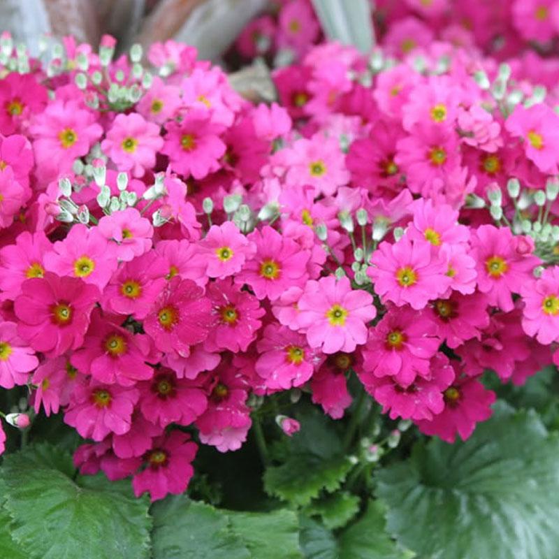 Primula Malacoides Rose Flower Punnet