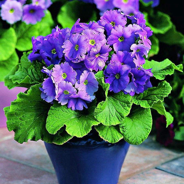 Primula Obconica Blue Flower Punnet