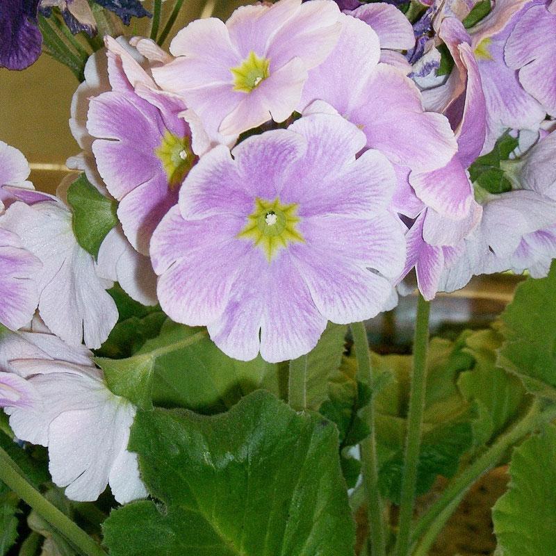 Primula Obconica Light Blue Flower Punnet
