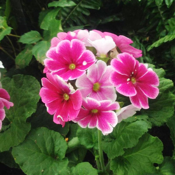 Primula Obconica Rose Picotee Flower Punnet
