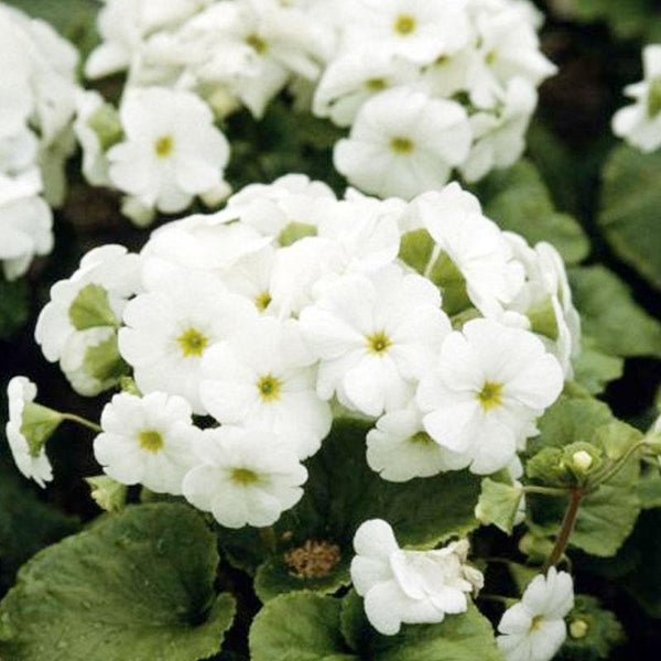 Primula Obconica White Flower Punnet