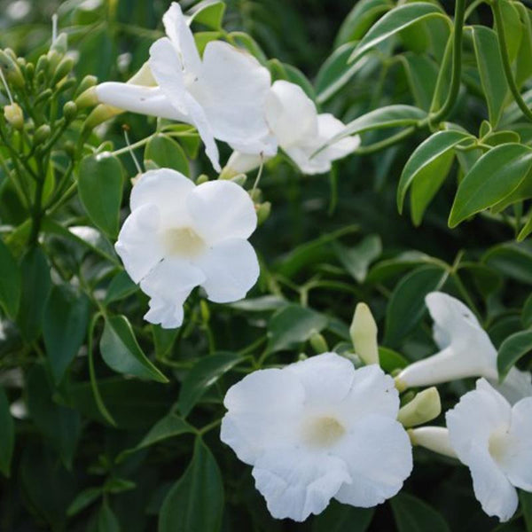 Pandorea Jasminoides Lady Di - 3.5L