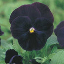 Pansy Blackjack Seed