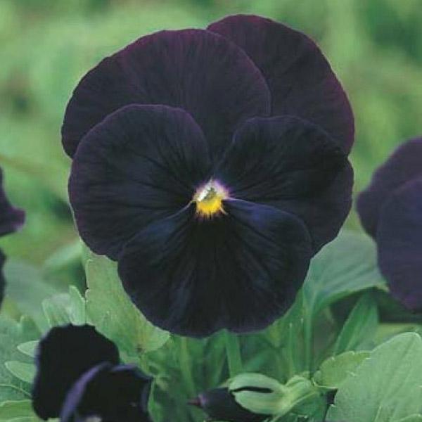 Pansy Black Flower Punnet