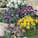 Pansy Mini Comedy Mixed Seed