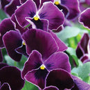 Pansy Purple Lace