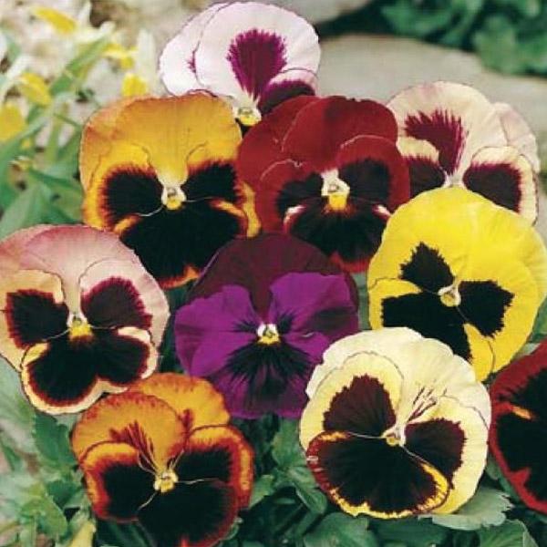 Pansy Swiss Giants Mixed Seed