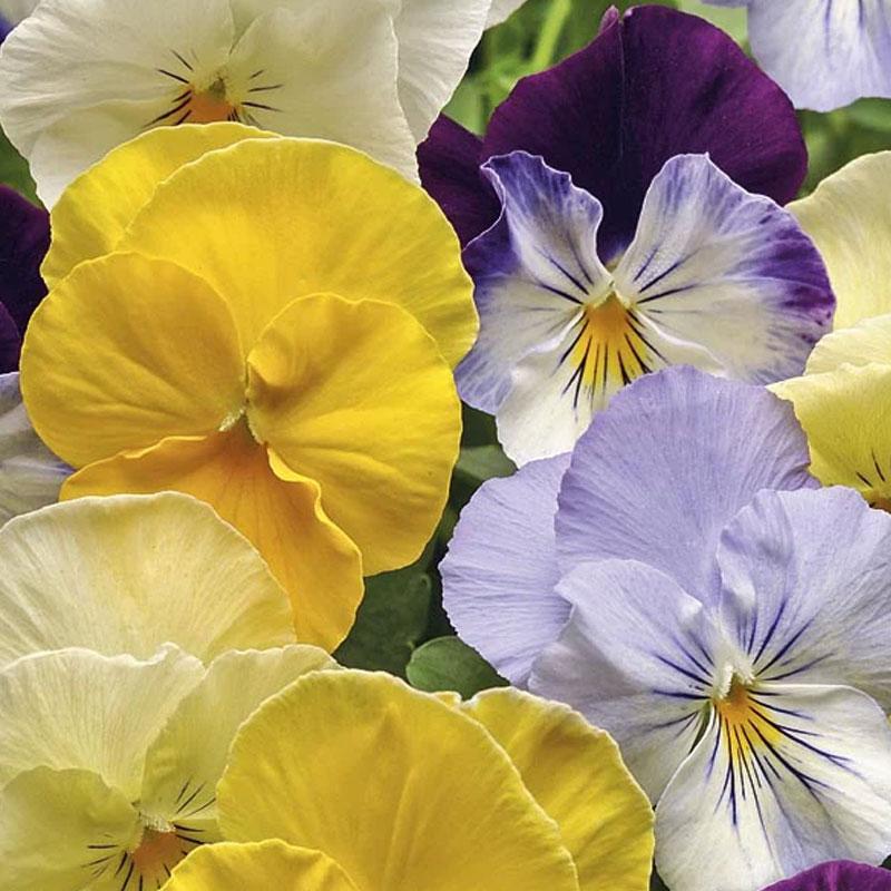 Pansy Water Colours Flower Punnet