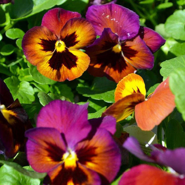 Pansy Wine Flash Flower Punnet