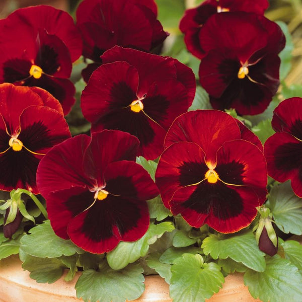 Pansy Large Flower Red Blotch Flower Punnet