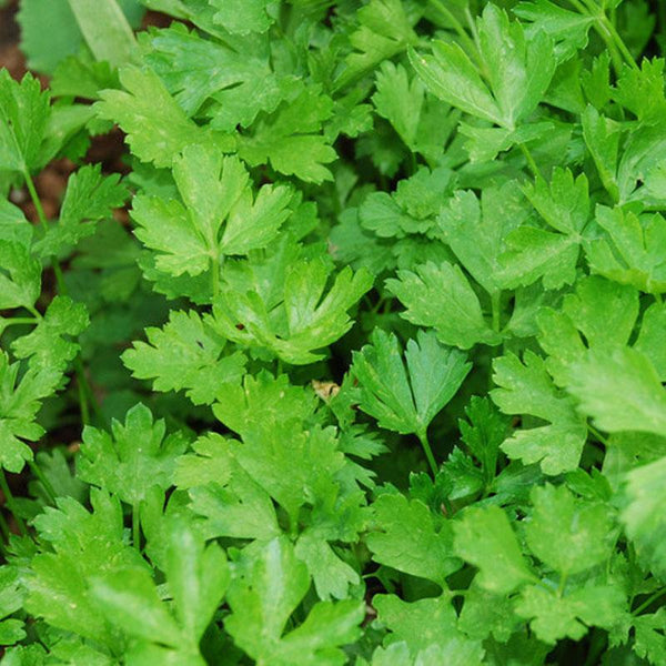 Parsley Italian  - 12.5CM