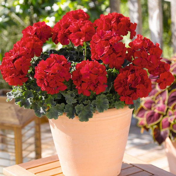 Pelargonium Really Red - 17CM