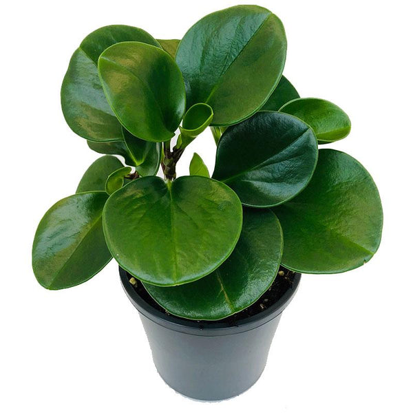 Peperomia Jade - 12CM